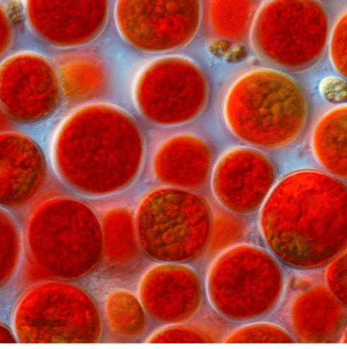 Haematococcus pluvialise