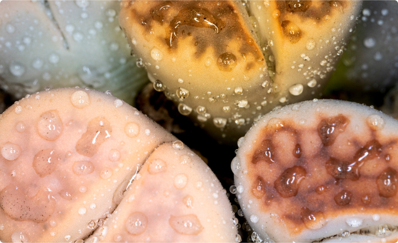 Lithops pseudotruncatella